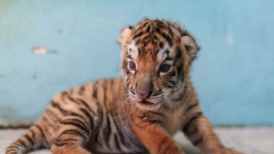 5th Endangered Bengal Tiger Born in Cuban Zoo
