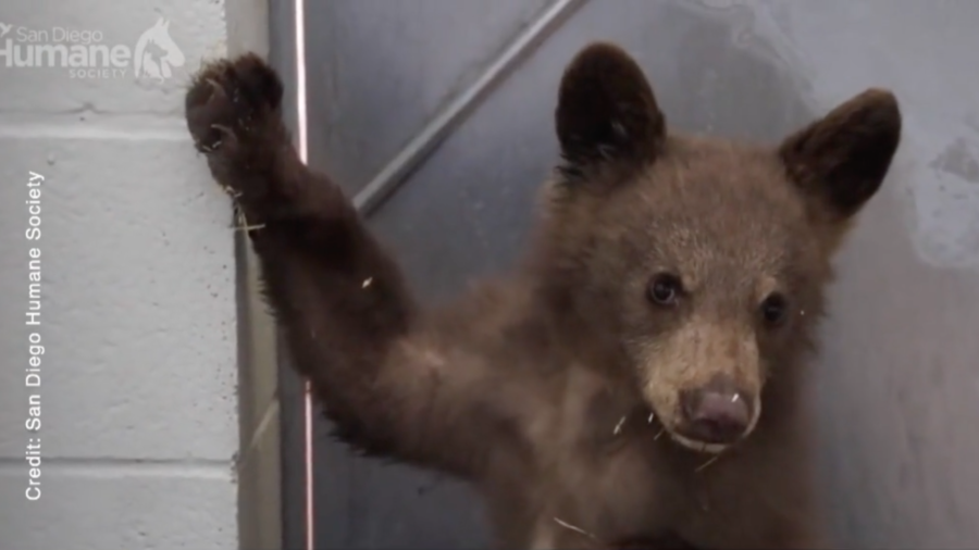 Three Black Bear Cubs Rescued