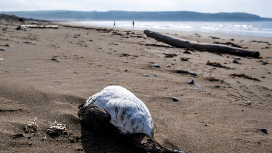 Thousands of Dead Migrant Seabirds Wash Up on Canada Shore, Avian Flu Suspected