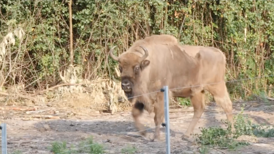 Bison Released in UK in European Woodlands Re-wilding Project
