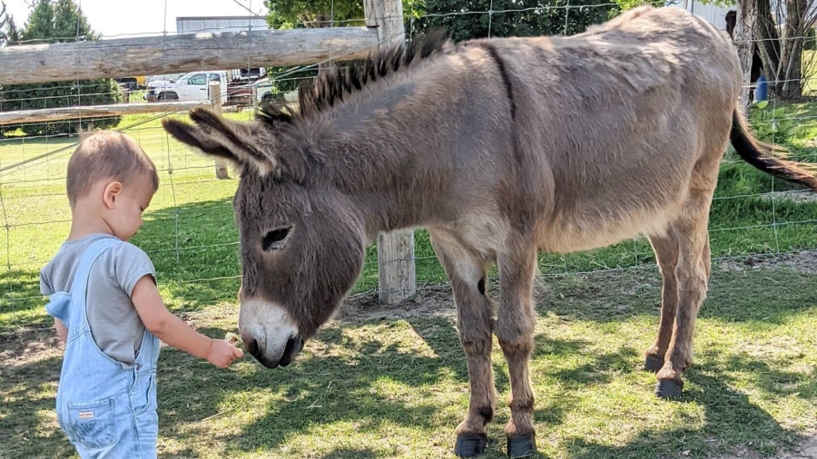 Boy and His Guard Animal: 3-Year-Old Boy Forms Friendship With Donkey
