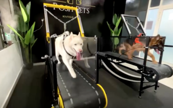 First Indoor Dog Gym Opens in UAE