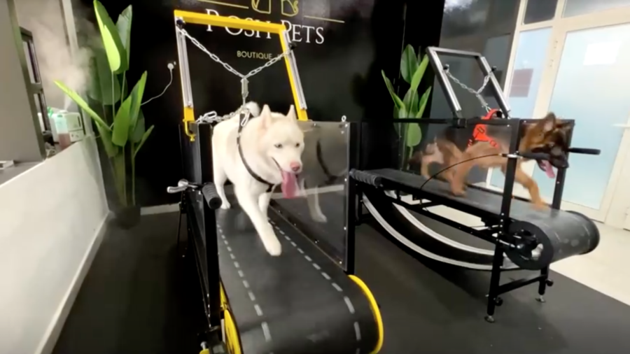 First Indoor Dog Gym Opens in UAE