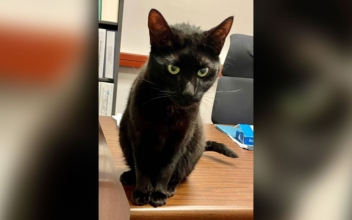 A Cat Will Be Finally Reunited With Her Family After Spending 3 Weeks Lost in a Boston Airport