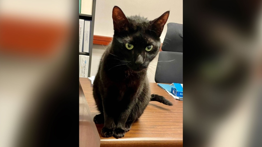 A Cat Will Be Finally Reunited With Her Family After Spending 3 Weeks Lost in a Boston Airport