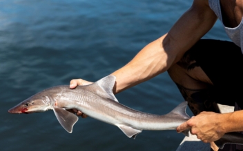 Shark Sightings Get More Common at New York Beaches