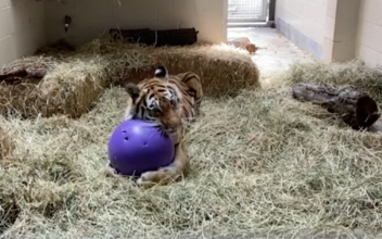 Rescued Tigers Get Care and New Home in California