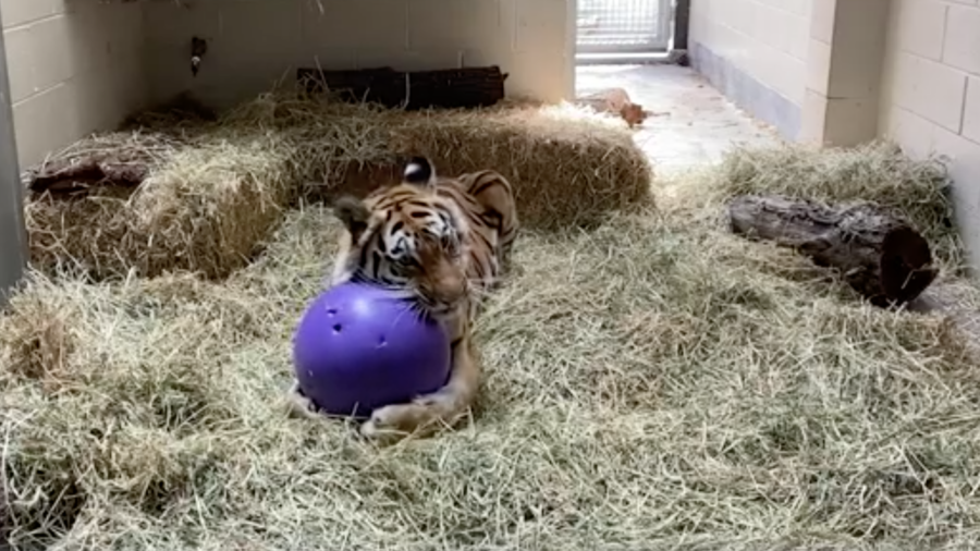 Rescued Tigers Get Care and New Home in California