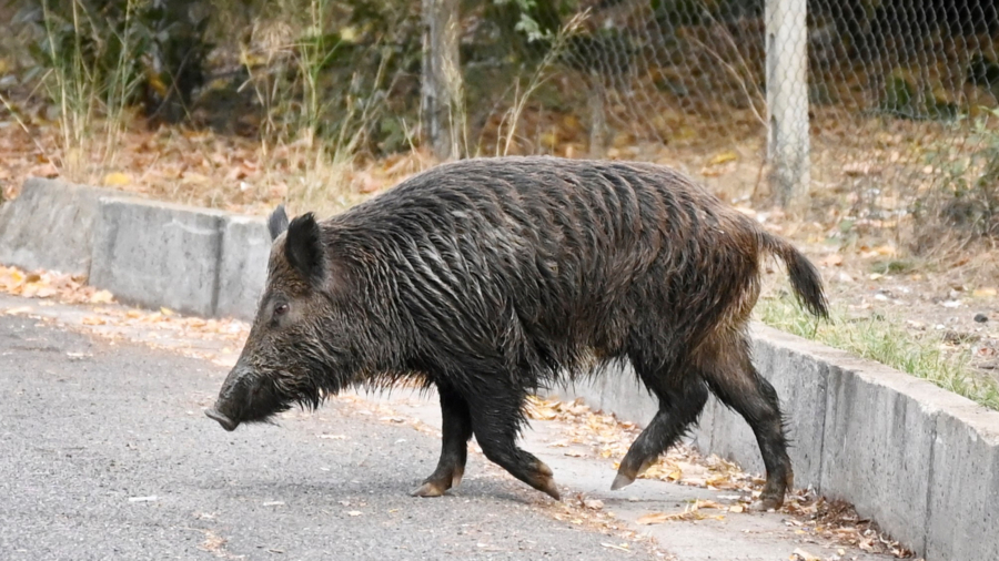 Cars Hit Pack of Wild Boars in Greece; 2 Killed, 4 Injured