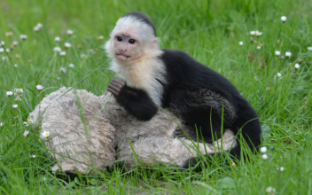 Monkey Makes Accidental Emergency Call From Zoo