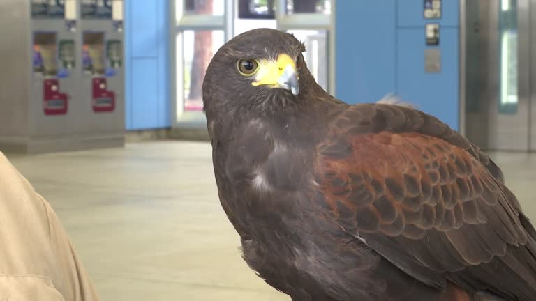Harris Hawk Hinders Profuse Pigeon Population