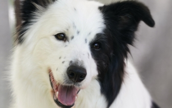 Unidentified Virus Kills Dozens of Dogs in Michigan