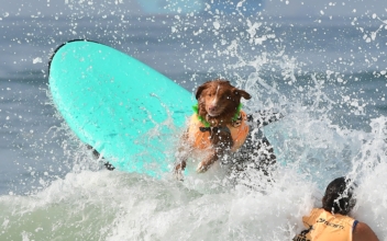 Pups Catch Waves in 2022 World Championship