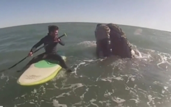 Whales Surprise Argentine Paddleboarders