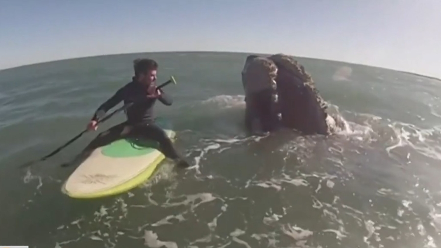 Whales Surprise Argentine Paddleboarders