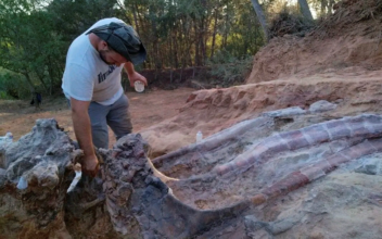 Remains of Large Dinosaur Skeleton Unearthed in Portugal