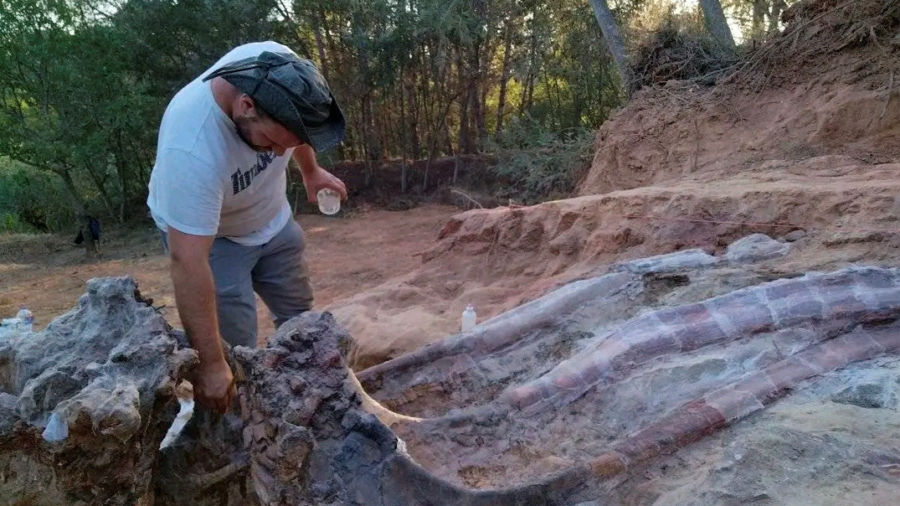 Remains of Large Dinosaur Skeleton Unearthed in Portugal
