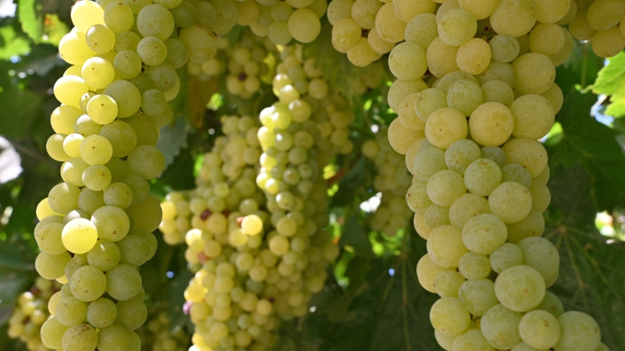 Grape Season in California’s Napa Valley
