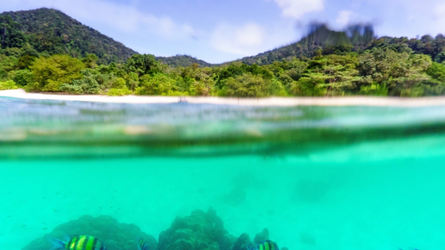 Divers Restore Coral in Indian Ocean