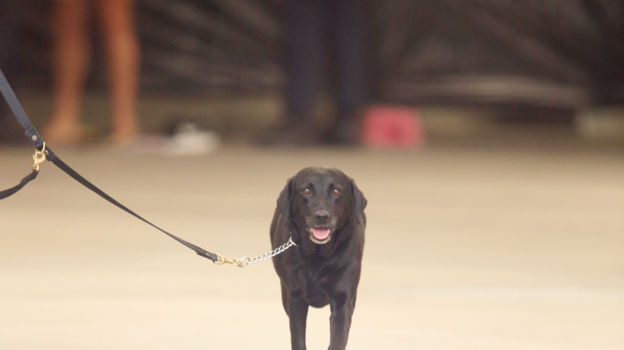 Detection Dogs Learn to Sniff for Tech Items
