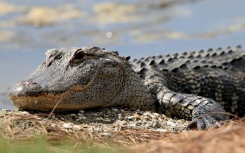 Heads Turn as ‘Emotional Support’ Alligator Taken for a Walk in Philadelphia