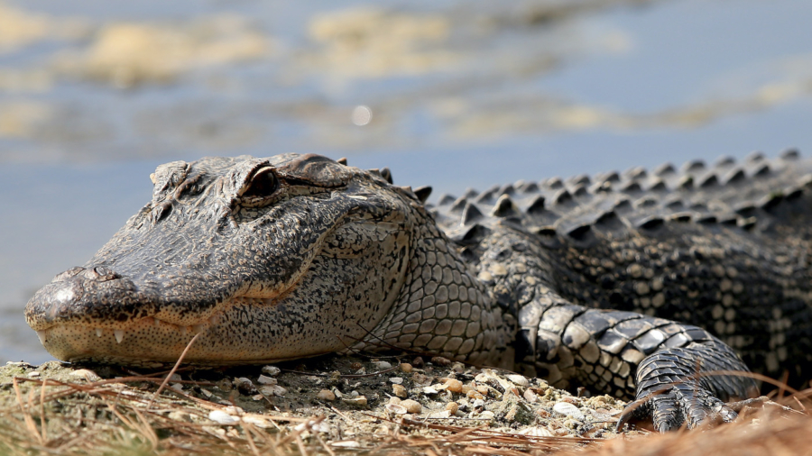 Alligator Kills 85-Year-Old Florida Woman as She Walked Dog