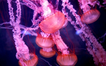 Scientists Find Clues to What Makes ‘Immortal Jellyfish’ Immortal