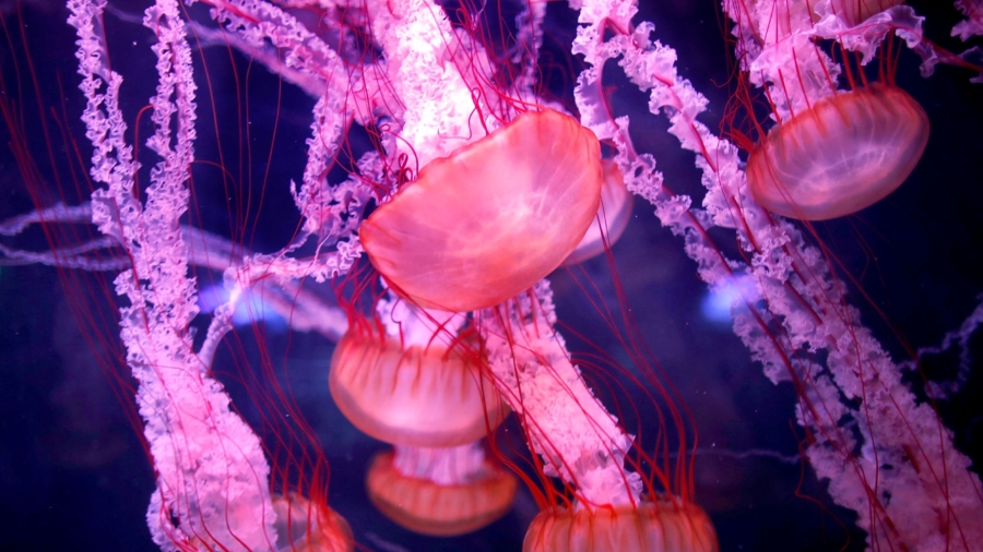 Scientists Find Clues to What Makes ‘Immortal Jellyfish’ Immortal