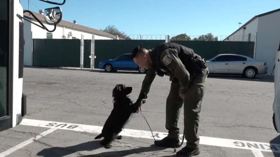Sheriff K9 Shares Motivating Bond With Deputy