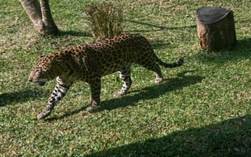 Mumbai Residents Coexist With Leopards