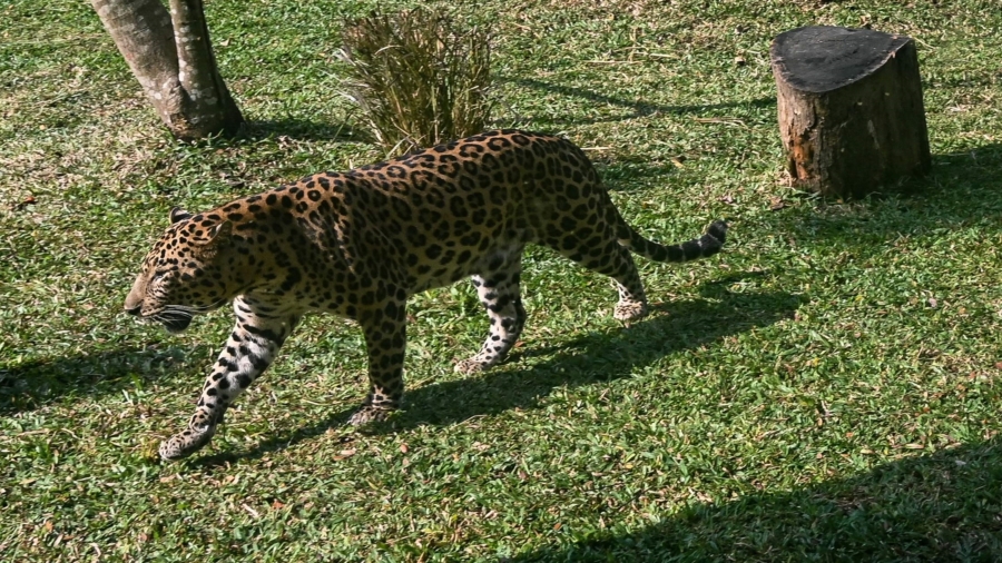 Mumbai Residents Coexist With Leopards