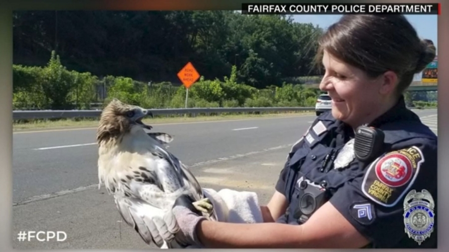 Officer Rescues Hawk Stuck in Car Grill: Virginia