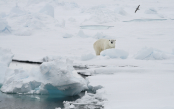 Woman Injured by Polar Bear on Norway’s Svalbard Islands