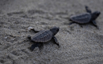 Majority of Sea Turtles Born Female