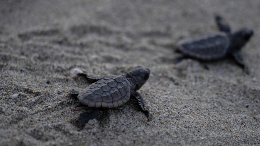 Majority of Sea Turtles Born Female