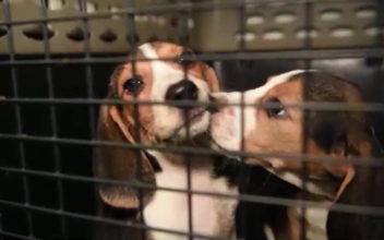 4,000 Beagles to Be Rescued From Virginia Research Lab