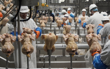 USDA Getting Tougher on Salmonella in Chicken Products