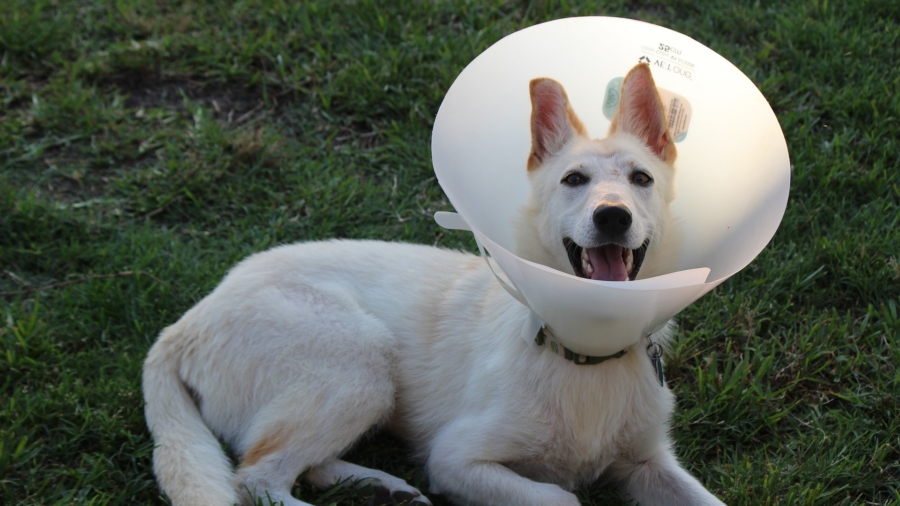 Veterinarians Treat Pets in Remote Australia
