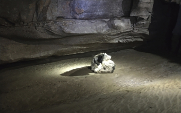 Dog, Missing 2 Months, Found Alive Inside Missouri Cave