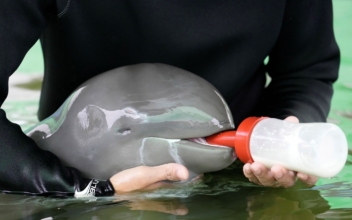 Rescued Irrawaddy Dolphin Calf Dies Despite Weeks of Care
