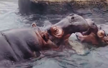 Fiona Gets a Sibling: Baby Hippo Born at Cincinnati Zoo