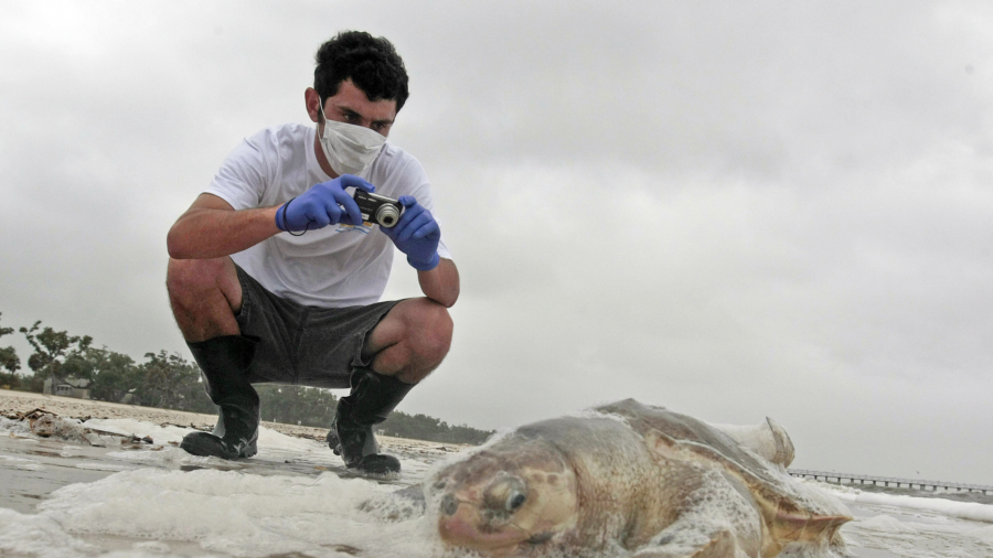 1st Sea Turtle Nest Found on Mississippi Beach Since 2018