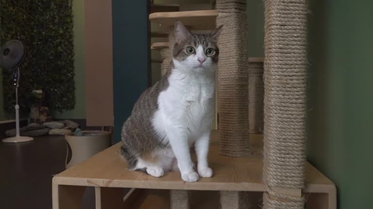 Parisian Cat Hotel Full Amid Tourism Rebound