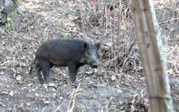 California Passes New Bill to Handle Wild Pig Population