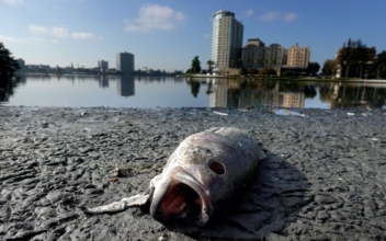 Algae Bloom Killing Fish in Oakland, Cause Under Investigation