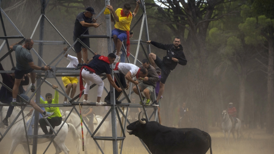 Old Spanish Festival Ends Without Gore, but Bull Still Dies
