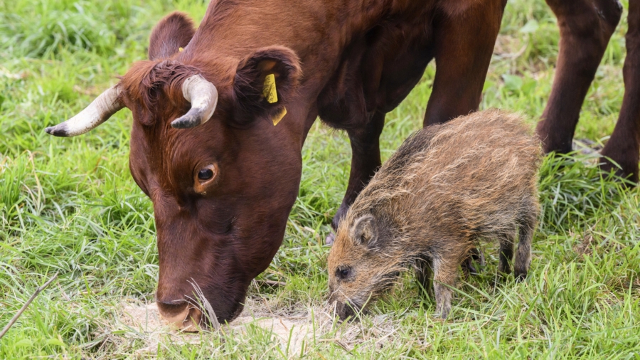 Herd the News? Wild Boar Piglet Adopted by Cows