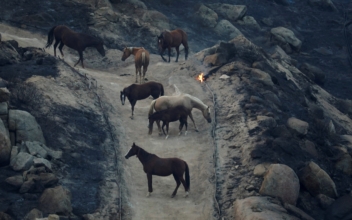As California Wildfire Rages, Volunteers Help Rescue Horses, Livestock