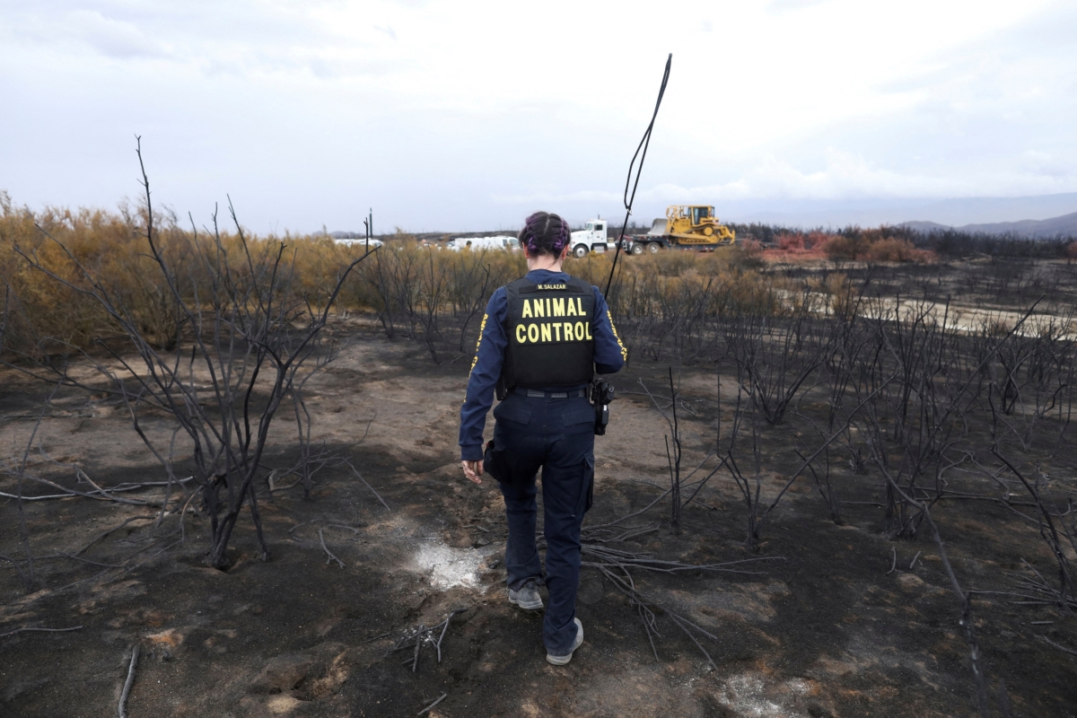 Riverside Animal Control looks for stray dogs as the Fairview Fire smolders near Hemet, Calif., on Sept. 9, 2022. (David Swanson/Reuters)