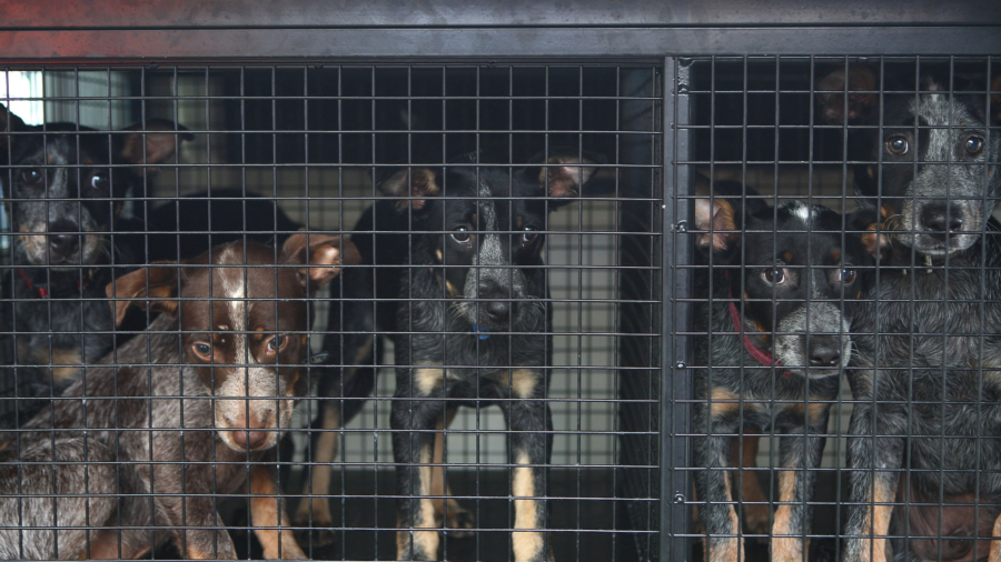 Australia Animal Shelters Struggle With Inflation